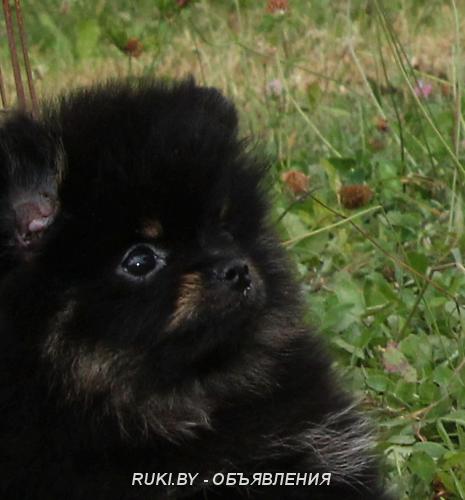 Померанский шпиц, щенки. Витебская область, Докшицы