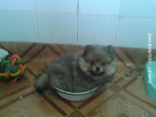 Померанский шпиц медвежьего типа. Минск