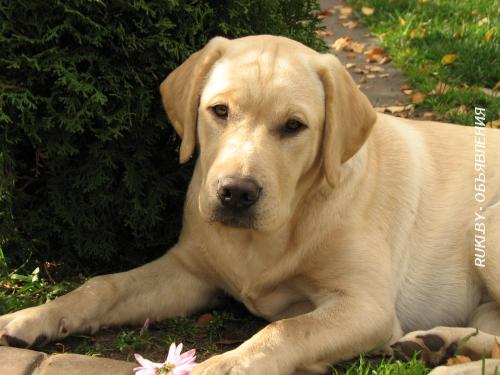 Недорого щенки лабрадора от Чемпионов. Минск