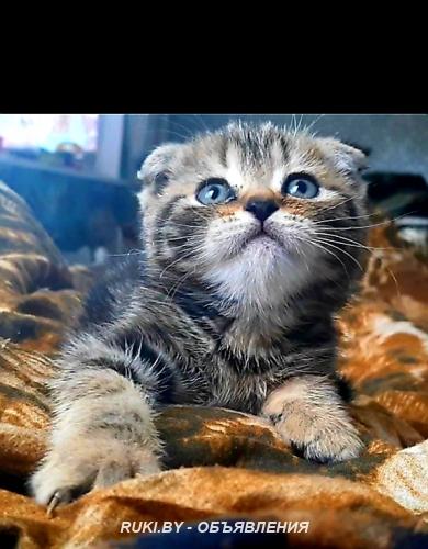 Шотландские котята. Минск