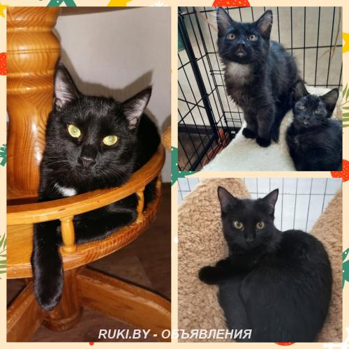 Котята котики кошечки в дар.. Минск