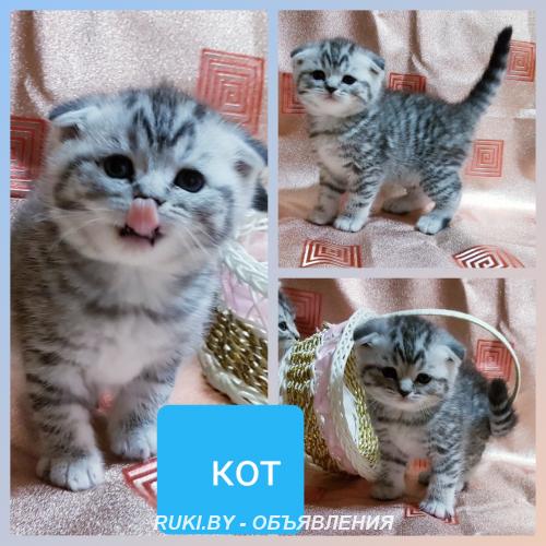 Большой выбор шотландских котят.. Минск