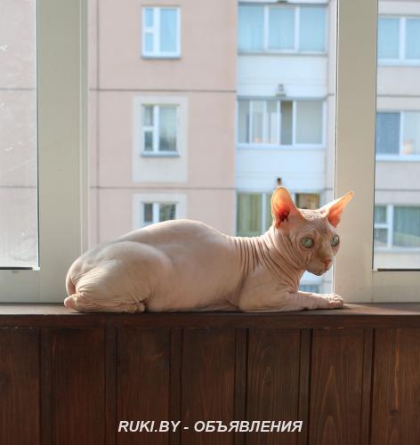 вязка канадского сфинкса. Минск