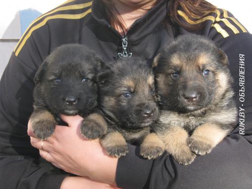 Щенки немецкой овчарки. Могилёв