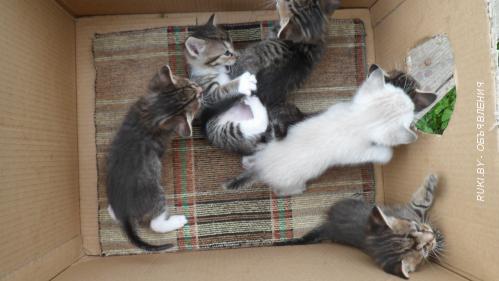 Котята 1 месяц в дар. Минск