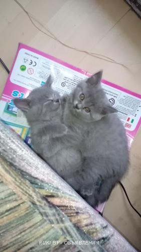 Британские котята. Минск