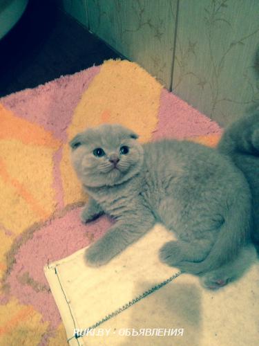 Шотландский вислоухий. Минск