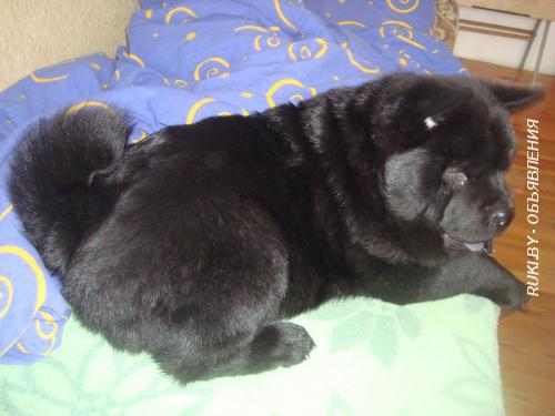 Щенки. Гродненская область, Лида