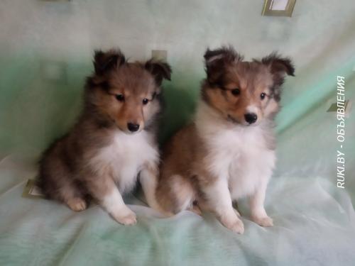 Шелти щенки. Минск