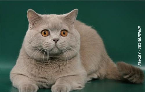 Шотландского прямоухого кота не кастрированного. Минск