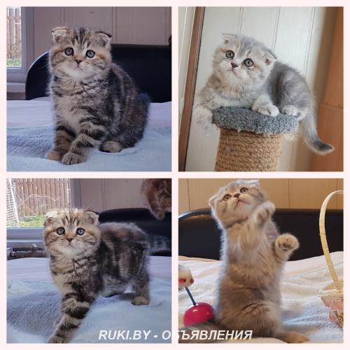 Вислоухие шотландские котята.. Минск
