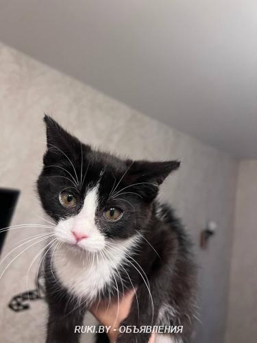 Котёнок ищет дом. Минск