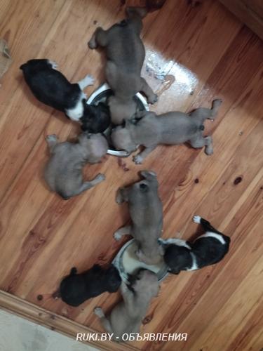 Французский бульдог щенки. Минская область, Молодечно