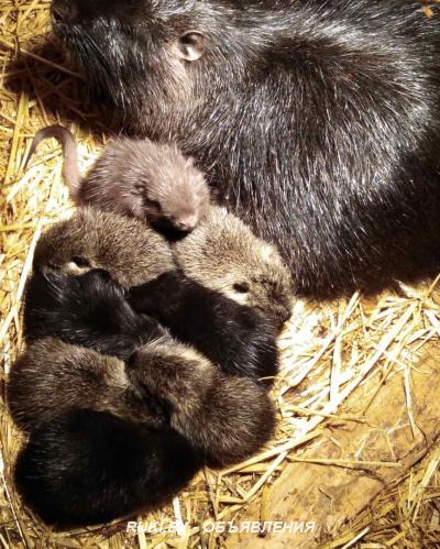 Нутрии. Гомельская область, Буда-Кошелёво