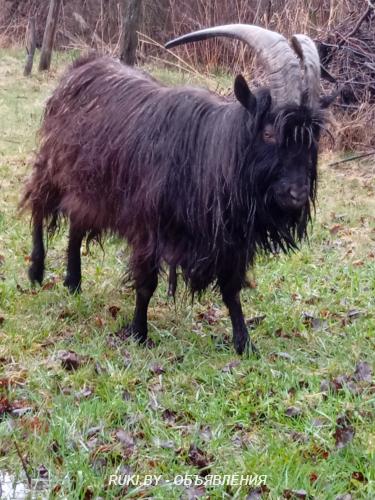 Козел. Минская область, Вилейка