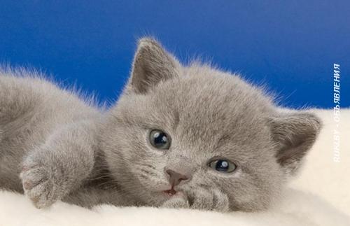 Очаровательный британский котенок. Витебская область, Новополоцк