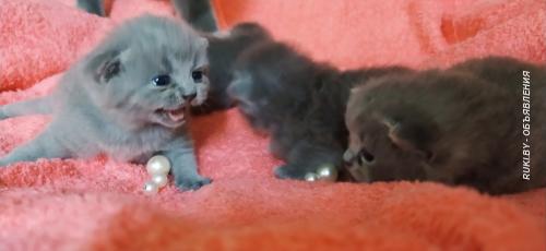 Британские котята. Минск
