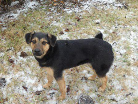 Мара - молоденькая собака в дар , в добрые руки. Минская область, Дзержинск