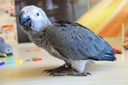 Попугай говорящий Жако. Минск