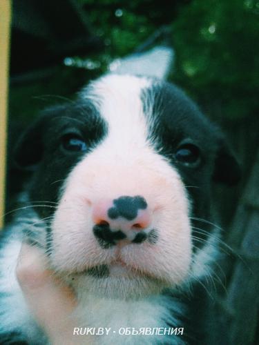 Очаровашки щенки в дар. Минск