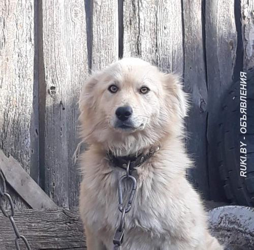 Пес ищет дом. Минская область, Марьина Горка