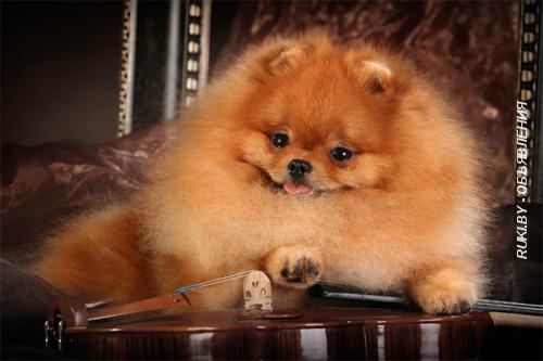 Девочка померанского шпица. Витебск