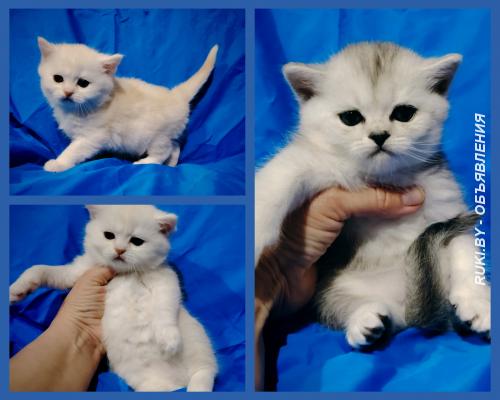 Шотландские котята.. Минск