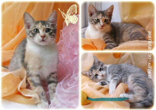 Шанель-котенок-трехцветка. Минск
