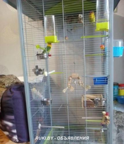 2 неразлучника с большим вольером. Минск