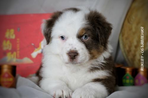 Австралийская овчарка. Минская область, Марьина Горка