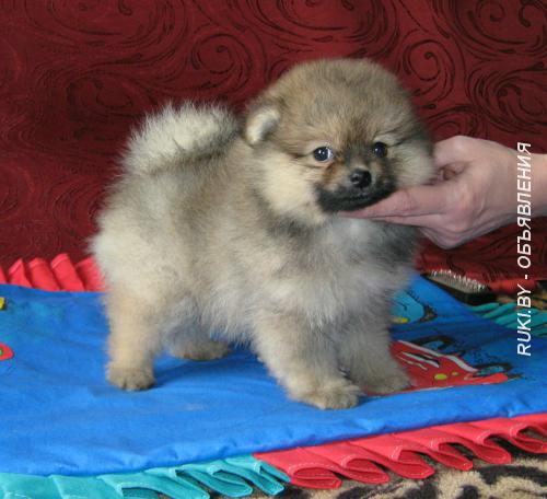 Померанский шпиц, щенок. Минск