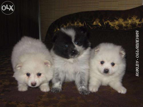 Щенки шпица. Минск