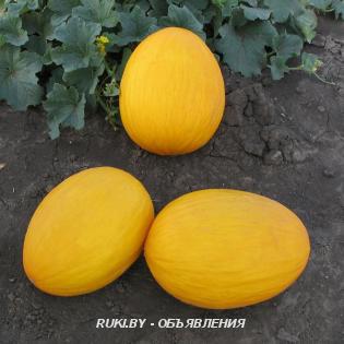 Семена дыни AGASI F1 АГАСИ F1 фирмы Китано. Минск