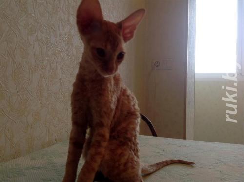 Корниш рекс. Котята из питомника Cutie Coil. Минск