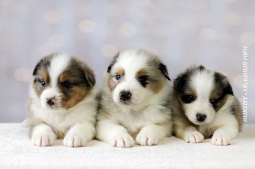 Щенки австралийской овчарки. Минская область, Марьина Горка