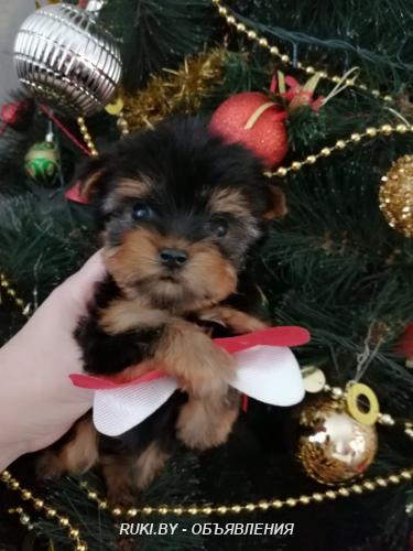 Мини йоркширский терьер.. Минск