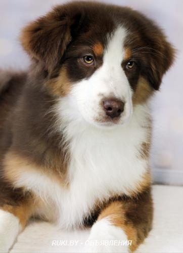 Австралийская овчарка, девочка. Минская область, Марьина Горка