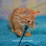 Котенок Нола в дар. Минск