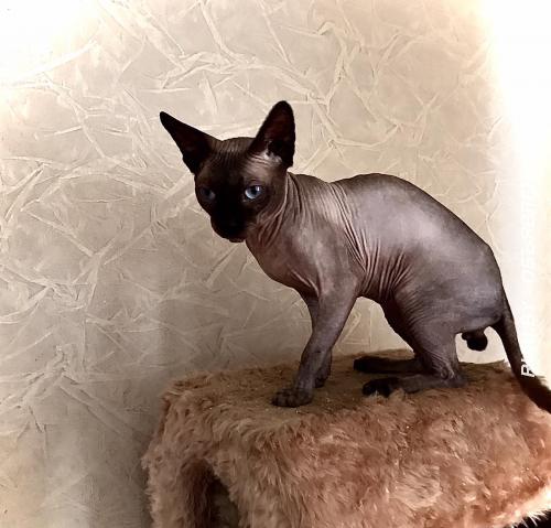 Канадский сфинкс Кот приглашает на ВЯЗКУ кошечку. Минск