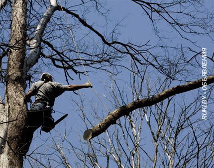 Спил и обрезка деревьев. Брест