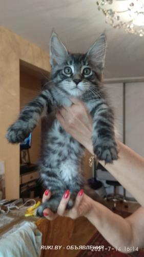 Мэйн Кун котята. Минск