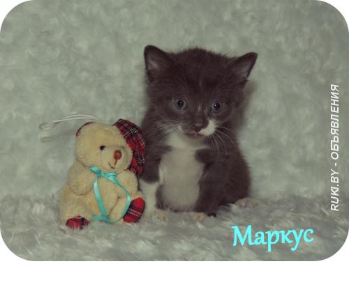 Домашние котята в дар. Минск