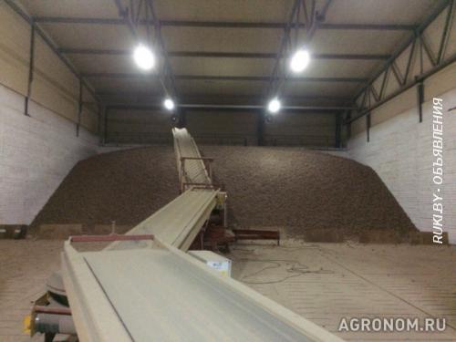 Картофель семенной и продовольственный. Минская область, Березино