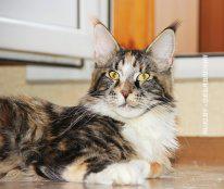 Кошка отдам за символическую плату. Минск