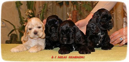 Американский кокер спаниель - щенки. Минск